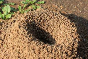 Самые интересные факты о муравьях