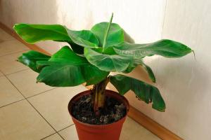 Как в домашних условиях вырастить банановое дерево из покупного банана