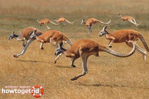 Kænguru - beskrivelse, levested, livsstil