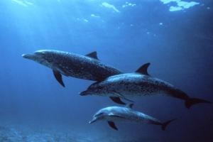 Interessante fakta om delfiner