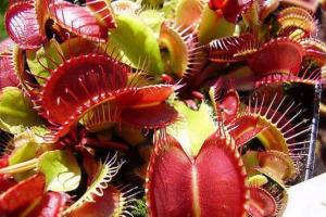 Venus-flytrap: beschrijving, groeien uit zaden, thuiszorg