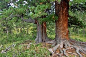 Cedar tree: beskrivelse av arter og deres dyrking