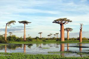 Geweldige bomen.  Baobab