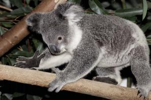 Kort information om koalaen