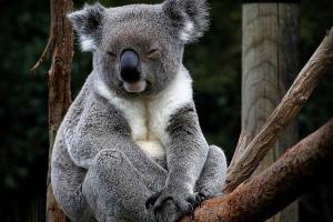Beskrivelse og funktioner af koalaen