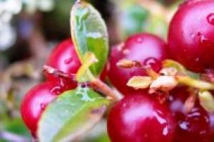 How to care for the garden cranberries on the site: growing seedlings