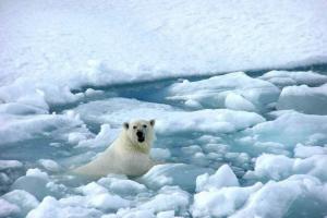 Zvířata v Arktidě